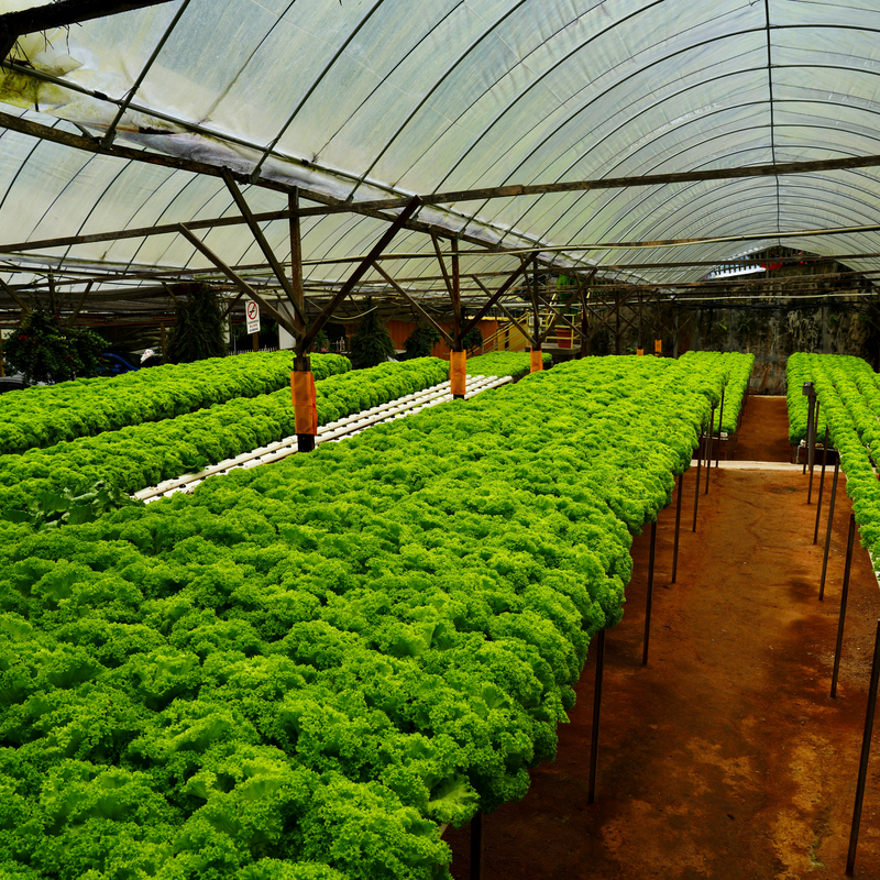 Équipe HydroGrow